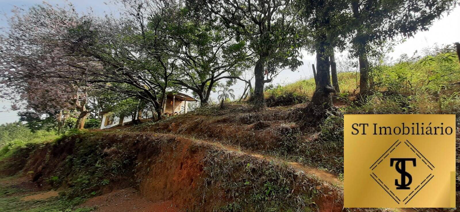 Fazenda à venda com 3 quartos, 72000m² - Foto 4