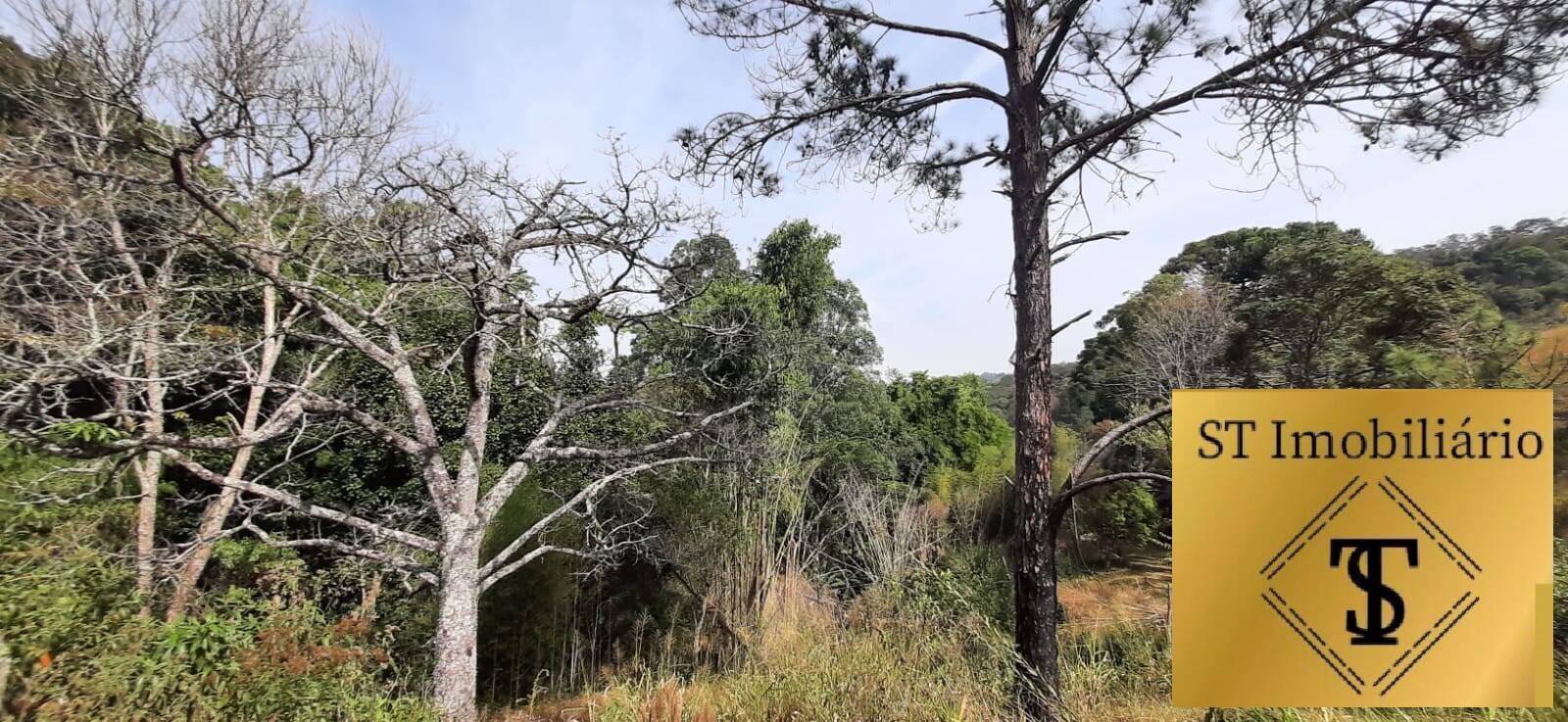 Fazenda à venda com 3 quartos, 72000m² - Foto 5