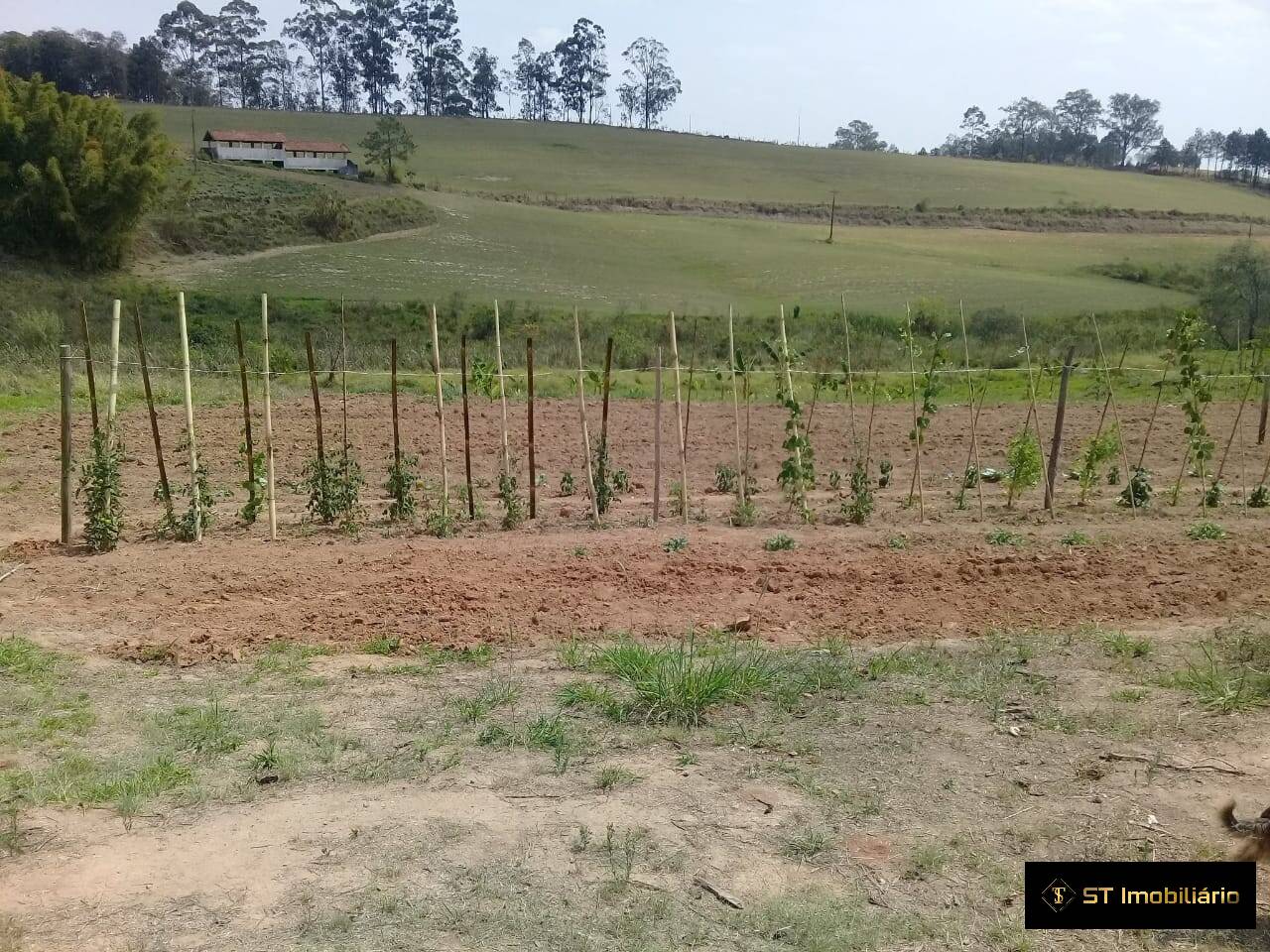 Fazenda à venda com 5 quartos, 450m² - Foto 7