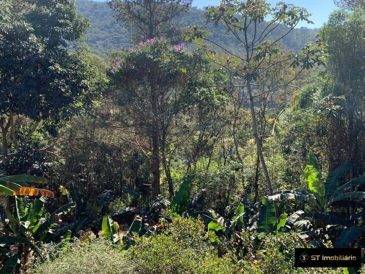 Fazenda à venda com 4 quartos, 250m² - Foto 19